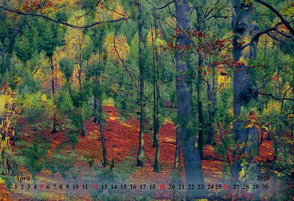 Kalender 2020 - Wälder und Wiesen – Bild 5
