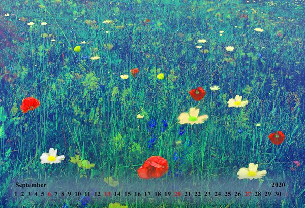 Kalender 2020 - Wälder und Wiesen – Bild 10